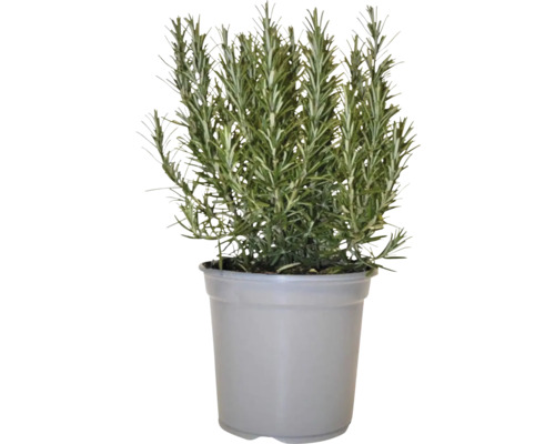 Plantă de rozmarin în ghiveci pentru grădină sau bucătărie