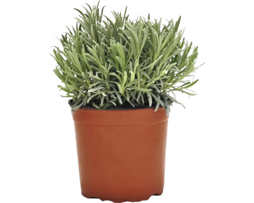 Lavandă în ghiveci