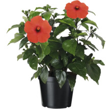 Hibiscus în ghiveci