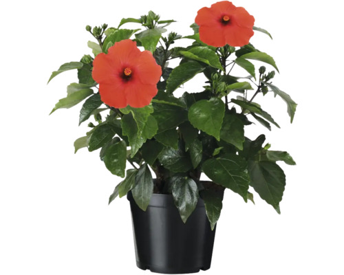 Hibiscus în ghiveci