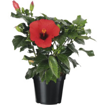 Hibiscus în ghiveci cu floare roșie