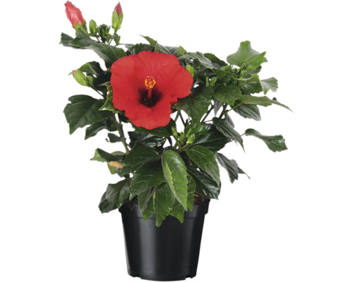 Hibiscus în ghiveci cu floare roșie