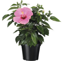Hibiscus în ghiveci cu floare roz