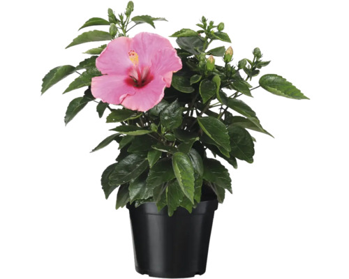 Hibiscus în ghiveci cu floare roz