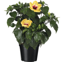 Hibiscus în ghiveci cu flori galbene