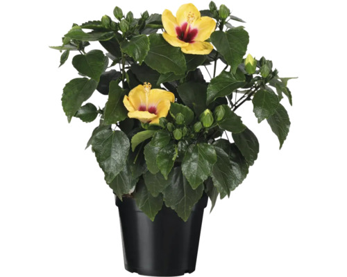 Hibiscus în ghiveci cu flori galbene