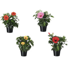 Hibiscus în ghiveci cu diferite culori de flori