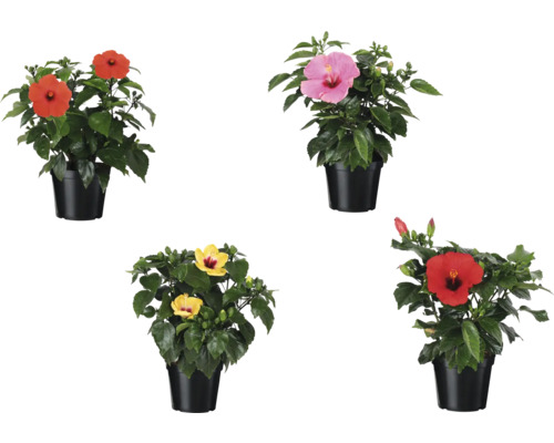 Hibiscus în ghiveci cu diferite culori de flori