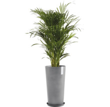 Palmier Areca în ghiveci pentru interior