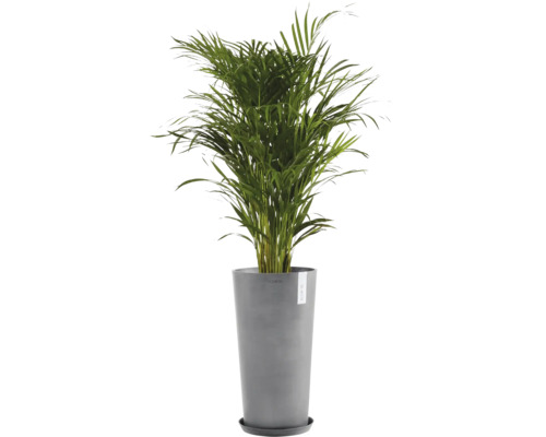 Palmier Areca în ghiveci pentru interior