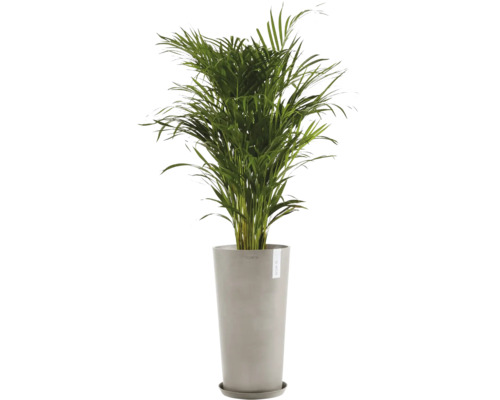 Palmier Areca în ghiveci