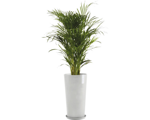 Palmier Areca în jardinieră