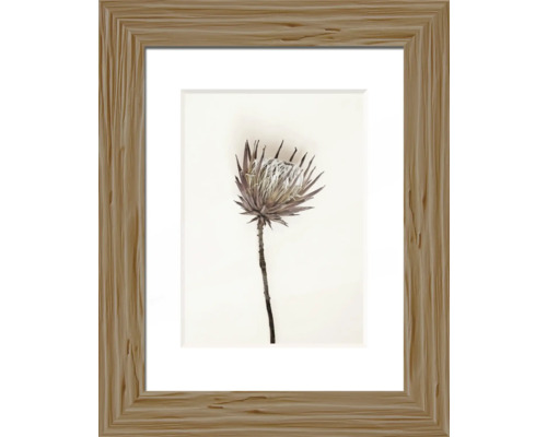Imagine înrămată cu floare Protea