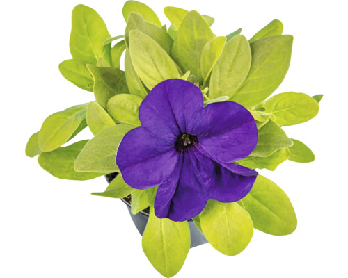 Petunie în ghiveci cu floare purpurie și frunze verzi.