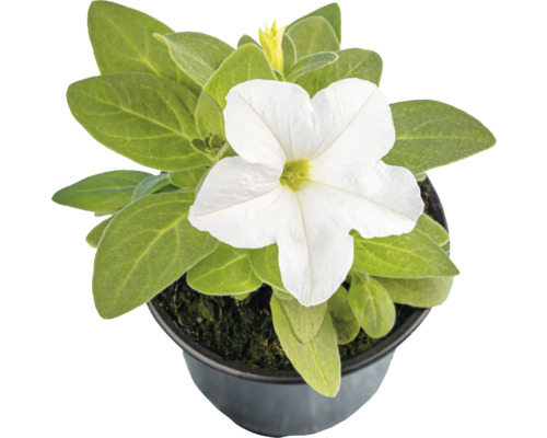 Petunia în ghiveci cu flori albe