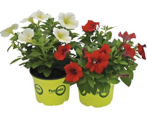 Două petunii în ghivece