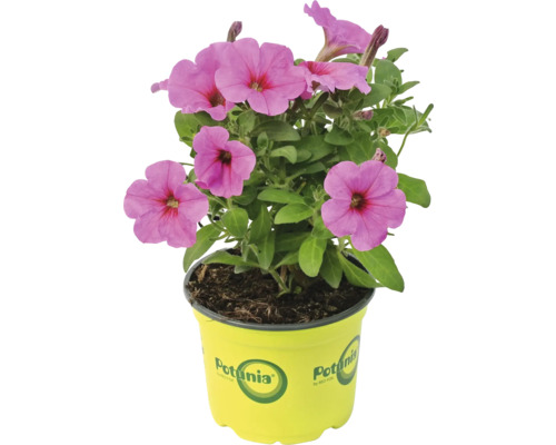 Petunia într-un ghiveci galben