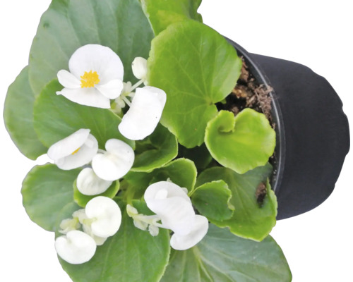 Begonie la ghiveci cu flori albe și frunze verzi