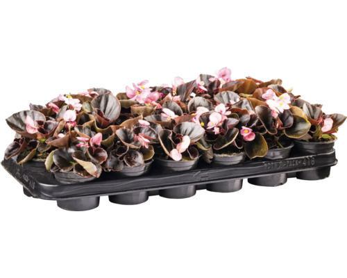 Răsaduri de begonii într-un recipient de plastic negru