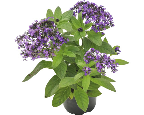 Heliotrop cu flori violete în ghiveci