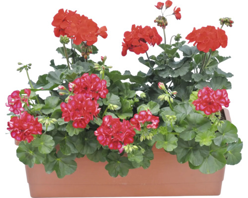 Mușcate în jardinieră