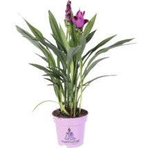 Curcuma plantă de apartament în ghiveci