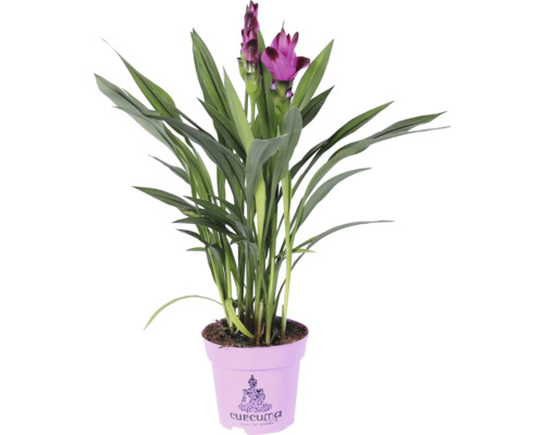 Lalea thailandeză Curcuma alismatifolia H 40-50 cm ghiveci Ø 14 cm diferite culori