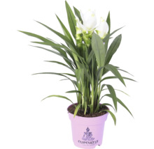 Plantă Curcuma în ghiveci