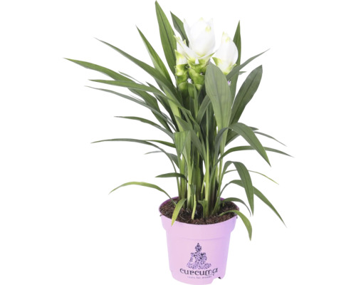 Plantă Curcuma în ghiveci