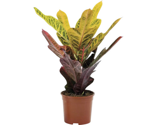 Croton plantă de apartament în ghiveci
