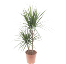 Dracaena la ghiveci ca plantă de interior