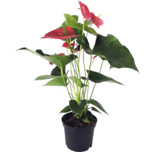 Planta de interior anthurium în ghiveci cu flori roșii