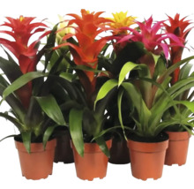 Mai multe bromelii în ghivece cu inflorescențe colorate.