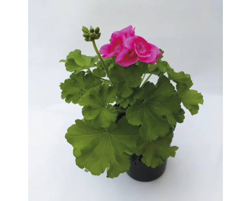 Mușcată Pelargonium Pretty Little ghiveci Ø 13 cm roz