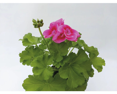 Mușcată cu flori roz și frunze verzi