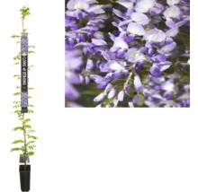 Glicină în ghiveci cu flori violete