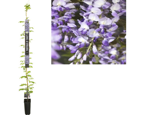 Glicină în ghiveci cu flori violete