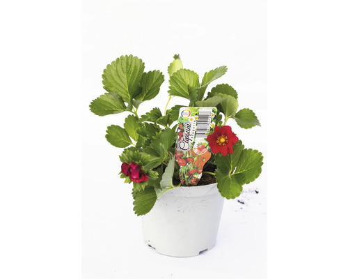 Plantă de căpșuni în ghiveci cu flori roșii