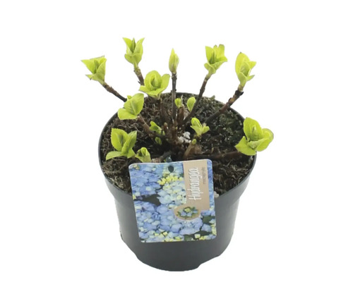 Plantă Hydrangea în ghiveci cu etichetă