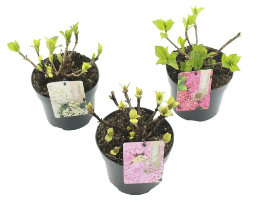 Trei plante de hortensie în ghivece cu etichete