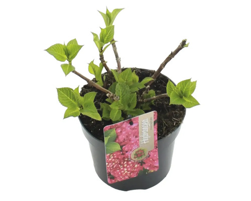 Hortensie în ghiveci cu etichetă