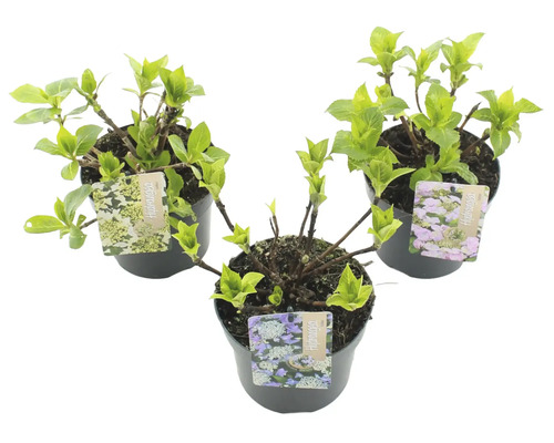 Trei plante de hortensie în ghivece cu etichete