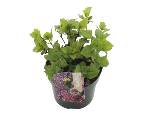 Hortensie în ghiveci cu etichetă de plantă