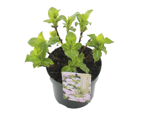 Hortensie la ghiveci cu etichetă