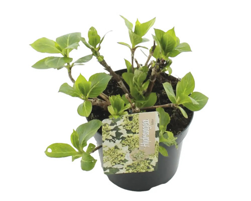 Hortensie la ghiveci cu etichetă