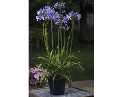 Crin african FloraSelf Agapanthus africanus 'Amourette Superb' H 45 cm ghiveci Ø 14 cm