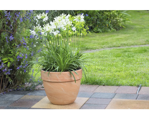 Agapanthus în ghiveci de teracotă în grădină