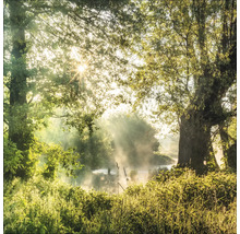 Tablou sticlă Floodplain Forest 30x30 cm