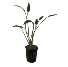 Plantă de acvariu în ghiveci