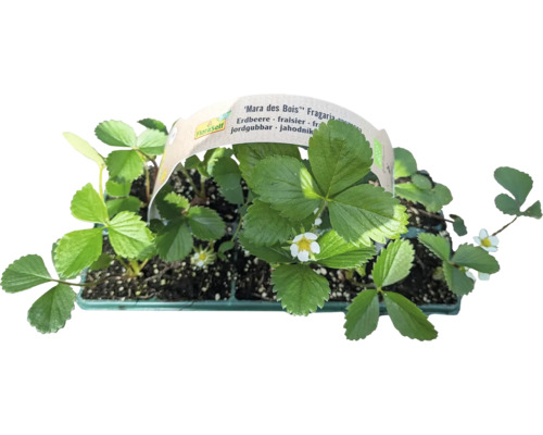 Bio Căpşuni FloraSelf Bio Fragaria x ananassa 'Mara des Bois' pachet 10 buc. Căpșună de pădure în ghiveci de cultivare
